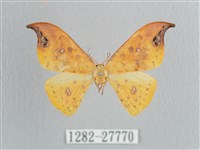 銀斑黃鉤蛾藏品圖，第1張