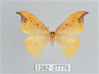 銀斑黃鉤蛾藏品圖，第2張