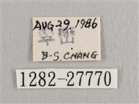 銀斑黃鉤蛾藏品圖，第3張