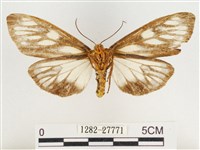 巨網燈蛾藏品圖，第2張