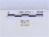 巨網燈蛾藏品圖，第3張