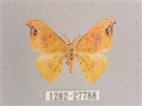 銀斑黃鉤蛾藏品圖，第1張