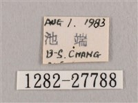 銀斑黃鉤蛾藏品圖，第3張