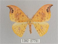 銀斑黃鉤蛾藏品圖，第1張