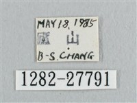 銀斑黃鉤蛾藏品圖，第3張