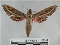 銀條斜線天蛾藏品圖，第1張