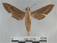 銀條斜線天蛾藏品圖，第2張