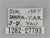 銀條斜線天蛾藏品圖，第3張