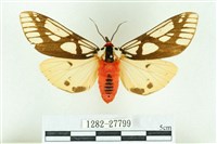 乳白斑燈蛾藏品圖，第1張