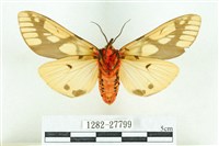 乳白斑燈蛾藏品圖，第2張