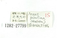 乳白斑燈蛾藏品圖，第3張