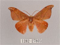 銀端帶鉤蛾藏品圖，第1張