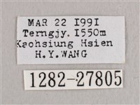 銀端帶鉤蛾藏品圖，第3張