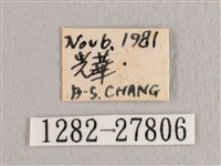 黃鉤蛾藏品圖，第3張