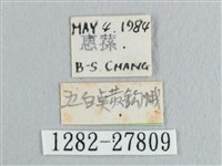 銀斑黃鉤蛾藏品圖，第3張