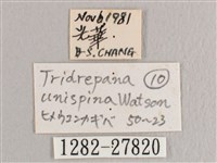 銀斑黃鉤蛾藏品圖，第3張