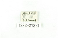 乳白斑燈蛾藏品圖，第3張