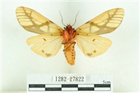 乳白斑燈蛾藏品圖，第2張