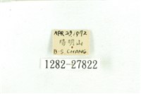 乳白斑燈蛾藏品圖，第3張