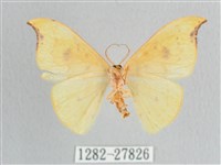 彎黑黃鉤蛾藏品圖，第2張