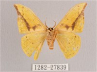 黃鉤蛾藏品圖，第2張