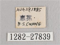 黃鉤蛾藏品圖，第3張