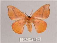 接骨木帶鉤蛾藏品圖，第2張