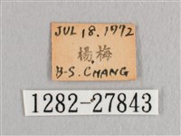 接骨木帶鉤蛾藏品圖，第3張