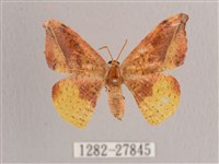 接骨木帶鉤蛾藏品圖，第1張