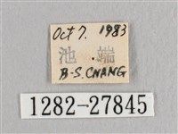 接骨木帶鉤蛾藏品圖，第3張