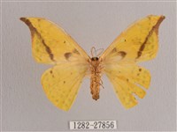 黃鉤蛾藏品圖，第2張