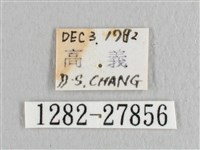 黃鉤蛾藏品圖，第3張