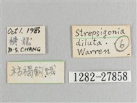 枯葉紋鉤蛾藏品圖，第3張