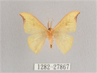 彎黑黃鉤蛾藏品圖，第2張