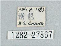 彎黑黃鉤蛾藏品圖，第3張