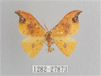 銀斑黃鉤蛾藏品圖，第1張