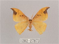 銀斑黃鉤蛾藏品圖，第2張