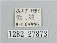 銀斑黃鉤蛾藏品圖，第3張