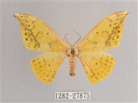 黃鉤蛾藏品圖，第1張