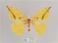 黃鉤蛾藏品圖，第2張