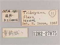 黃鉤蛾藏品圖，第3張