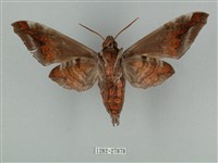 全緣缺角天蛾藏品圖，第2張