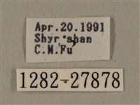 全緣缺角天蛾藏品圖，第3張