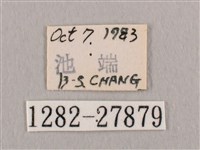 銀斑黃鉤蛾藏品圖，第3張