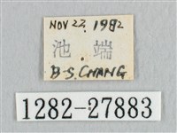 鉛斑帶鉤蛾藏品圖，第3張