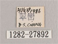 彎黑黃鉤蛾藏品圖，第3張