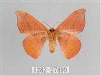 接骨木帶鉤蛾藏品圖，第2張