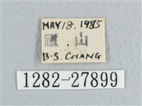 接骨木帶鉤蛾藏品圖，第3張