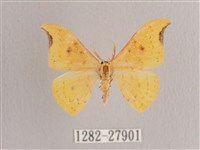 彎黑黃鉤蛾藏品圖，第1張