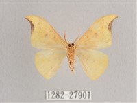 彎黑黃鉤蛾藏品圖，第2張